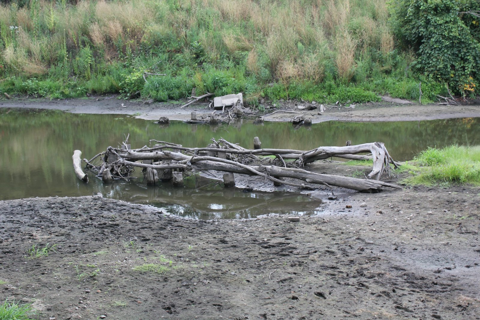Cut off pilings in stream bed